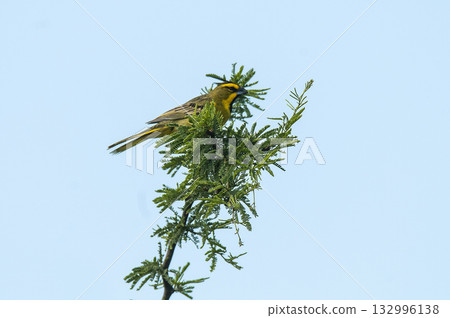 Yellow Cardinal, Gubernatrix cristata, Endangered species in La Pampa, Argentina Yellow Cardinal, Gubernatrix cristata, Endangered species in La Pampa, Argentina 132996138