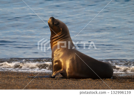 South American Sea Lion (Otaria flavescens) Female,Peninsula Valdes ,Chubut,Patagonia, Argentina South American Sea Lion (Otaria flavescens) Female,Peninsula Valdes ,Chubut,Patagonia, Argentina 132996139