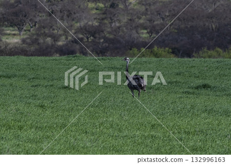Greater Rhea, Rhea americana, in Pampas Greater Rhea, Rhea americana, in Pampas 132996163