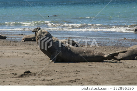Male elephant seal, Peninsula Valdes, Patagonia, Argentina Male elephant seal, Peninsula Valdes, Patagonia, Argentina 132996180