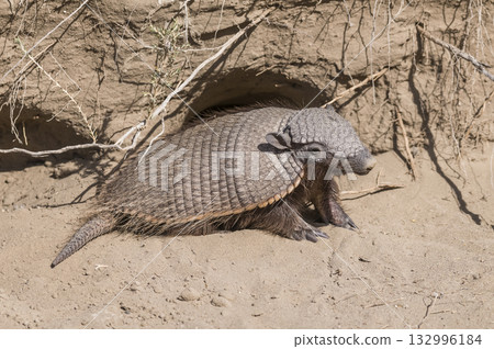 Hairy Armadillo, in desert environment, Hairy Armadillo, in desert environment, 132996184