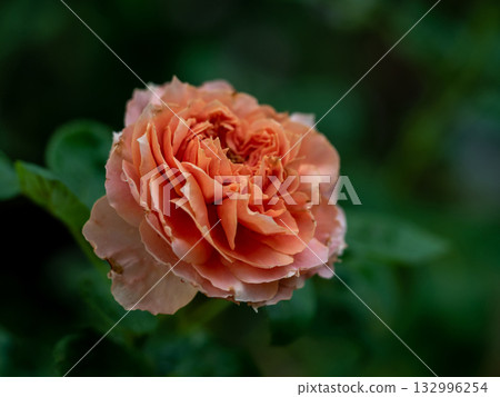 Shape and colors of imperfect roses that bloom in Tropical climates Shape and colors of imperfect roses that bloom in Tropical climates 132996254