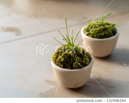 Fresh small fern leaves with moss and algae in the small ceramic cup Fresh small fern leaves with moss and algae in the small ceramic cup 132996264