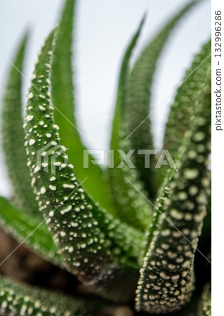 White dots on the horn-shaped green succulent leaf of Haworthia fasciata 132996286