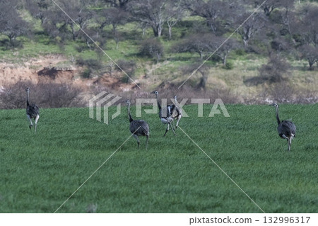 Greater Rhea, Rhea americana, in Pampas Greater Rhea, Rhea americana, in Pampas 132996317