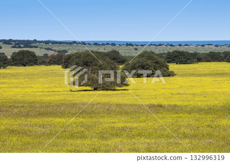 Flowered field in the Pampas Plain, La Pampa Flowered field in the Pampas Plain, La Pampa 132996319