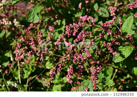 Polygonaceae (Polygonaceae) 132996330
