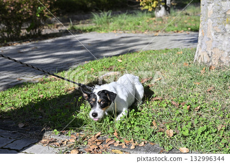 Refuses to go for a walk!! Jack Russell Terrier Refuses to go for a walk!! Jack Russell Terrier 132996344