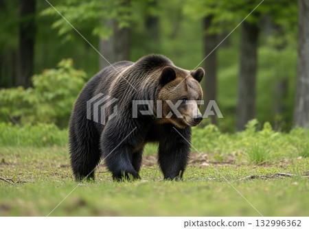 A brown bear I met in the woods 132996362