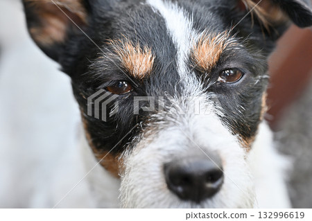 Close-up of a Jack Russell Terrier (broken) Close-up of a Jack Russell Terrier (broken) 132996619