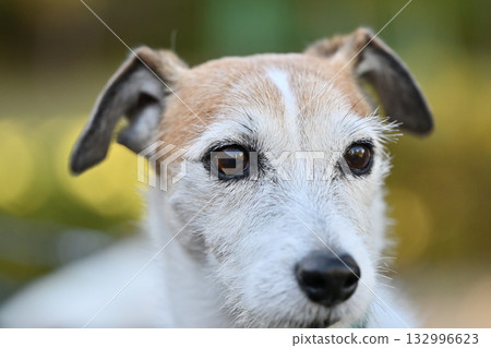 傑克羅素梗犬(受傷)的特寫 傑克羅素梗犬(受傷)的特寫 132996623