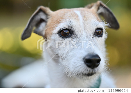Close-up of a Jack Russell Terrier (broken) Close-up of a Jack Russell Terrier (broken) 132996624