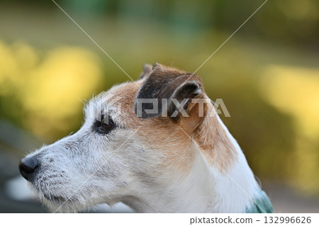 傑克羅素梗犬(受傷)的特寫 傑克羅素梗犬(受傷)的特寫 132996626