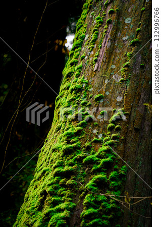 與青苔的樹 132996766
