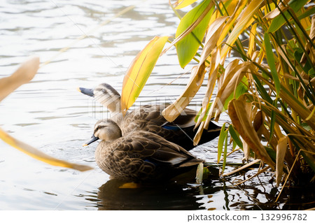 Soft light 132996782