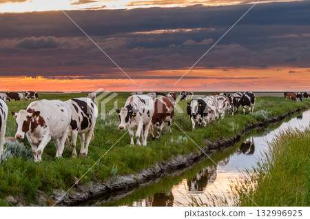 Cattle Walking along a ditch Cattle Walking along a ditch 132996925