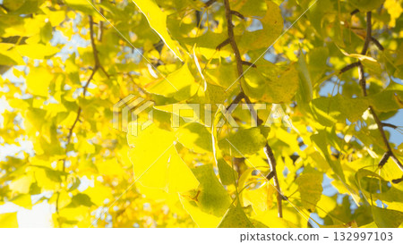 Ginkgo biloba turned yellow 132997103