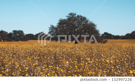 Flowered field in the Pampas Plain, La Pampa Province, Patagonia, Argentina. 132997226