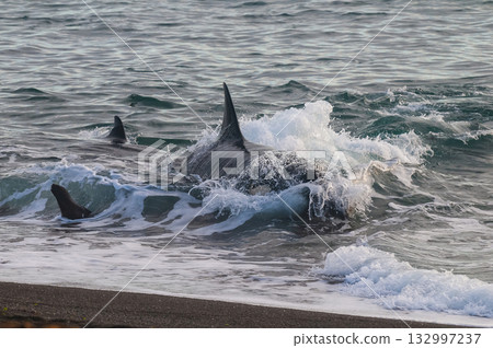 Killer whale hunting sea lions on the paragonian coast, Patagonia, Argentina Killer whale hunting sea lions on the paragonian coast, Patagonia, Argentina 132997237
