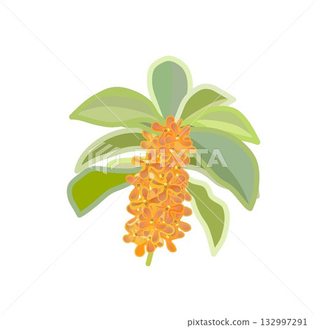 Osmanthus twig Osmanthus twig 132997291