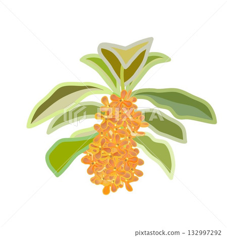 Osmanthus twig Osmanthus twig 132997292