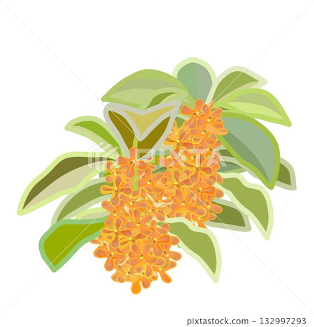 Two Osmanthus twigs Two Osmanthus twigs 132997293