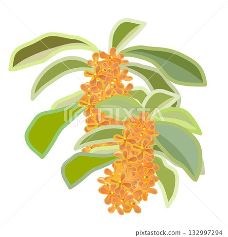 Two Osmanthus twigs Two Osmanthus twigs 132997294