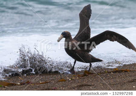 Giant Petrel , Peninsula Valdes, Unesco World heritage site, Chubut Province, Patagonia, Argentina. Giant Petrel , Peninsula Valdes, Unesco World heritage site, Chubut Province, Patagonia, Argentina. 132997298