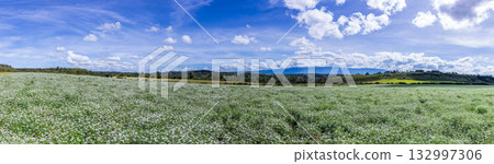 Kenyan Landscapes Coriander Farming Plantations 132997306