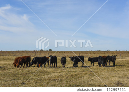 Cows grazing in the field, in the Pampas plain, Argentina 132997331