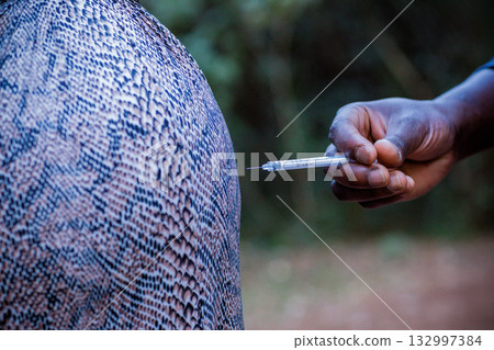 Needle medicinal pregnancy maternity baby bump couple hands details Needle medicinal pregnancy maternity baby bump couple hands details 132997384