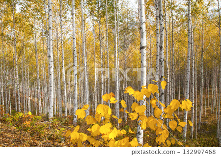 Inje-gun's birch forest colored with autumn leaves Inje-gun's birch forest colored with autumn leaves 132997468
