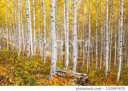 birch forest colored with autumn leaves 132997470