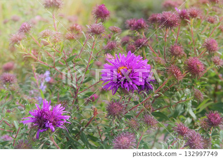 Purple Aster novi-belgii is growing in cottage garden. Blooming bush with light pink flowers. Sunny day. Symphyotrichum is blooming on a plantation. Michaelmas daisy. Purple Aster novi-belgii is growing in cottage garden. Blooming bush with light pink flowers. Sunny day. Symphyotrichum is blooming on a plantation. Michaelmas daisy. 132997749