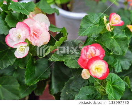 Beautiful pink begonias Beautiful pink begonias 132997780