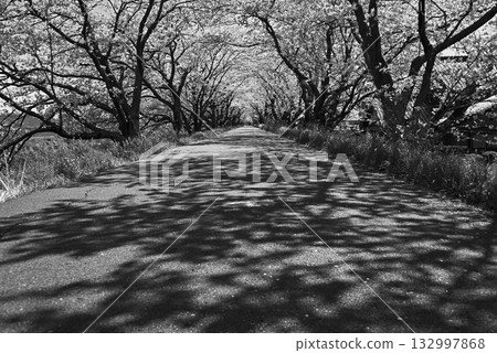A path of light and shadow leading to a tunnel of cherry trees: a deep, imaginative landscape [Monochrome] 132997868