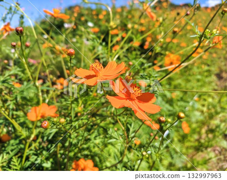 美麗的黃色波斯菊在藍天的襯托下盛開 132997963