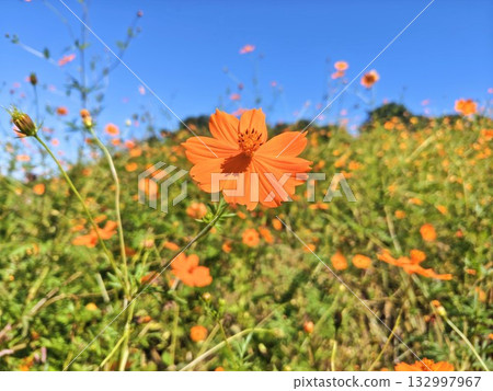 Beautiful yellow cosmos blooming against the blue sky 132997967