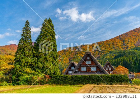 Shirakawa-go Autumn leaves and spectacular autumn scenery Shirakawa-go Autumn leaves and spectacular autumn scenery 132998111