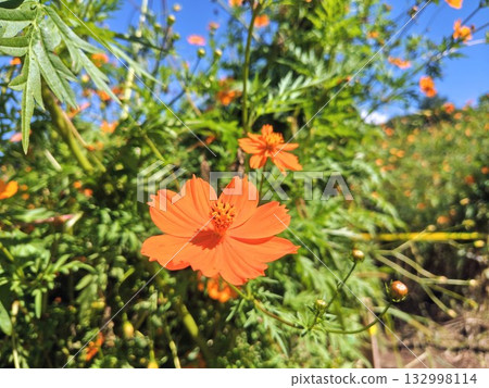 盛開的美麗黃色波斯菊 盛開的美麗黃色波斯菊 132998114