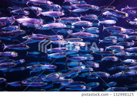 沙丁魚性能 132998125