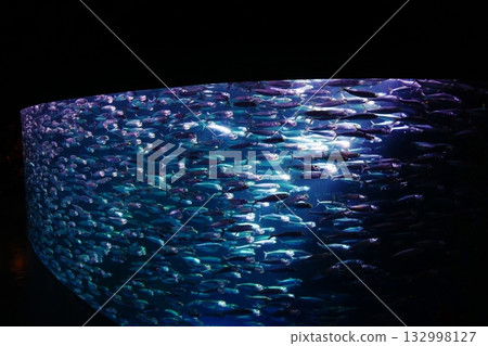 沙丁魚性能 132998127