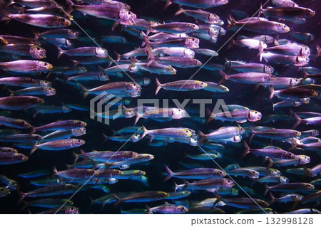 Sardine performance Sardine performance 132998128