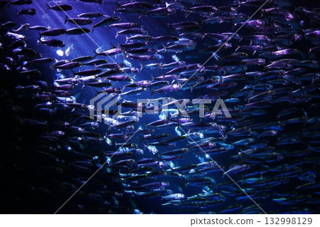 沙丁魚性能 沙丁魚性能 132998129