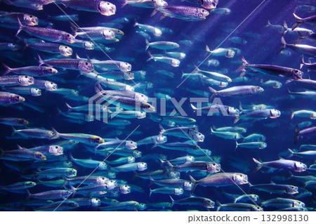 沙丁魚性能 沙丁魚性能 132998130