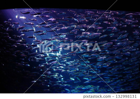Sardine performance Sardine performance 132998131