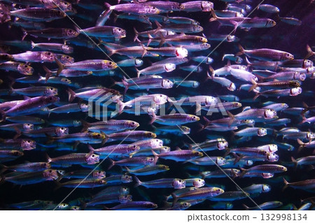 沙丁魚性能 132998134