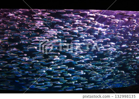 沙丁魚性能 沙丁魚性能 132998135