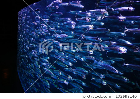 Sardine performance Sardine performance 132998140