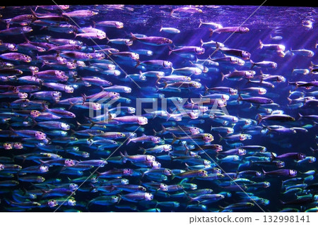 Sardine performance Sardine performance 132998141